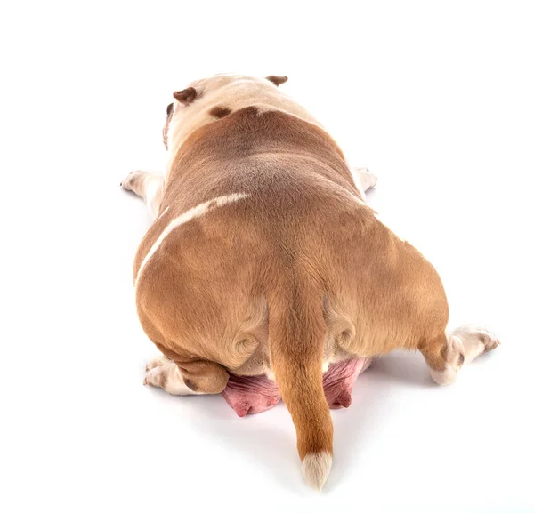 Amerikaanse Pestkop Voorkant Van Witte Achtergrond — Stockfoto