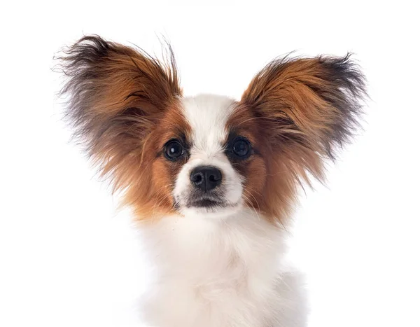 Papillonhond Voor Witte Achtergrond — Stockfoto