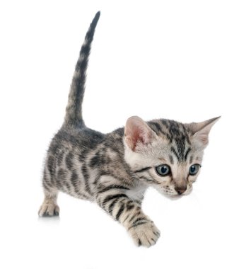 Bengal kedisi beyaz arka planda