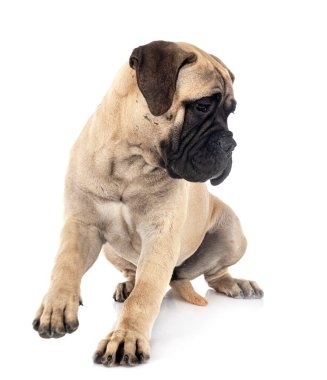 Beyaz arkaplan önünde genç bir boğa.