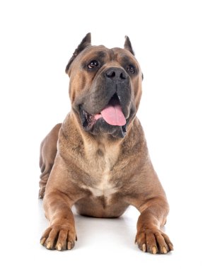 Beyaz arkaplan önünde yetişkin İtalyan mastifi