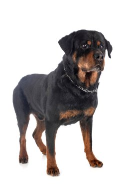 Beyaz arkaplan önünde safkan rottweiler