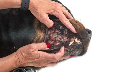 Beyaz arkaplan önünde rottweiler 'ın dişleri