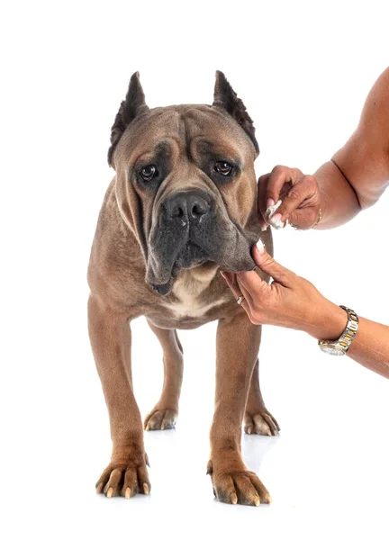 Adulto Italiano Mastiff Fronte Bianco Sfondo — Foto Stock