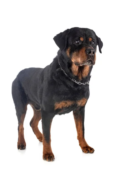 Reinrassiger Rottweiler Vor Weißem Hintergrund — Stockfoto