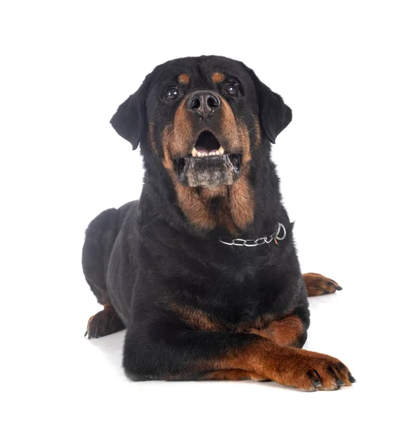 白色背景前的纯种Rottweiler — 图库照片