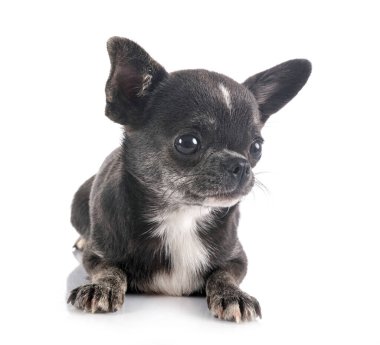 Beyaz arka planda küçük bir chihuahua