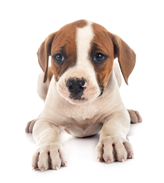 Chiot Américain Bulldog Face Fond Blanc — Photo