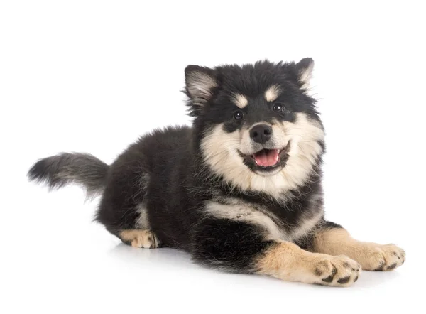 Beyaz Arkaplan Önünde Yavru Fince Lapphund — Stok fotoğraf