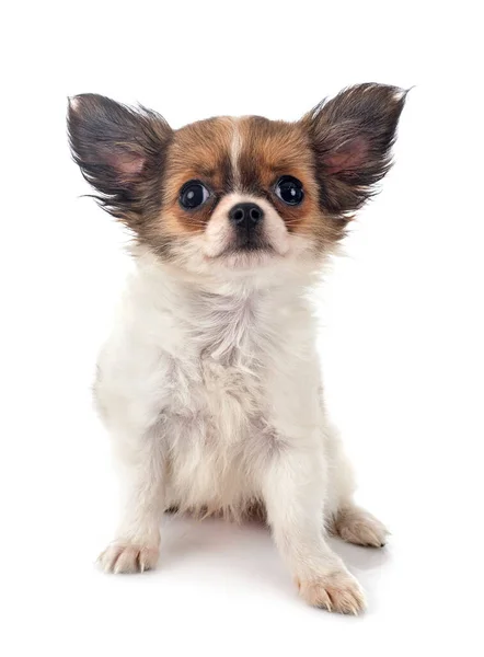 Little Chihuahua Front White Background — Stock Photo, Image