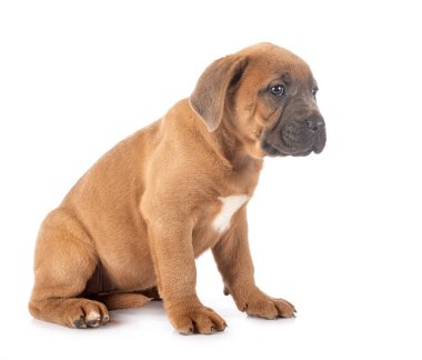 Beyaz arka planda köpek yavrusu İtalyan mastifi.