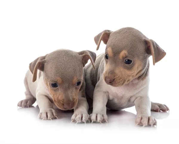 Puppies Brazilian Terrier Front White Background — 스톡 사진