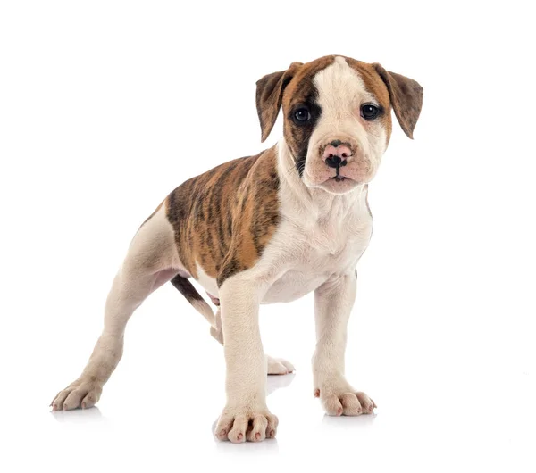 Puppy Amerikaanse Bulldog Voorkant Van Witte Achtergrond — Stockfoto