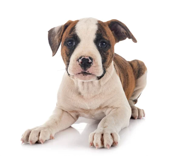 Puppy Amerikaanse Bulldog Voorkant Van Witte Achtergrond — Stockfoto