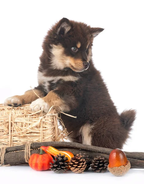 Anak Anjing Lapphund Finlandia Depan Latar Belakang Putih — Stok Foto