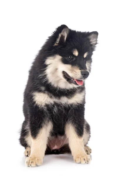 Beyaz Arkaplan Önünde Yavru Fince Lapphund — Stok fotoğraf