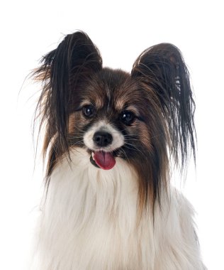 Beyaz arkaplan önünde papillon köpek
