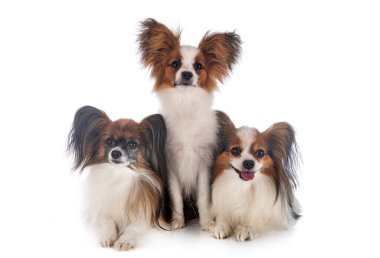 Beyaz arkaplan önünde papillon köpekler