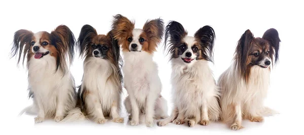 Папіонові Собаки Перед Білим Тлом — стокове фото