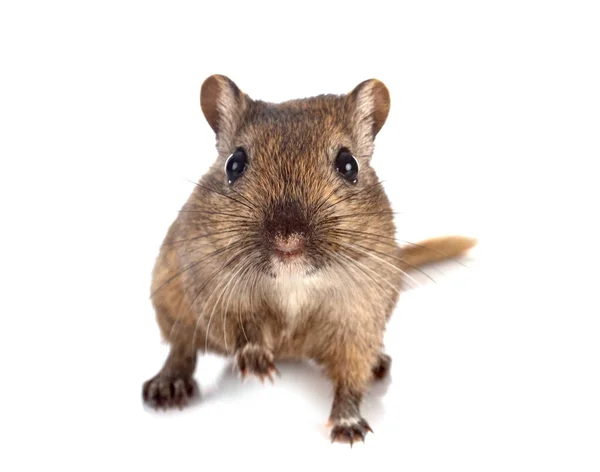 Young Gerbil Front White Background — Stock Photo, Image