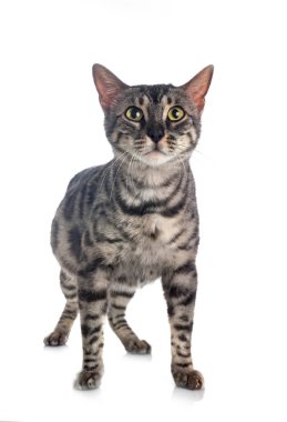 Bengal kedisi beyaz arka planda