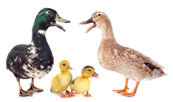 白色背景前的家庭鸭 — 图库照片