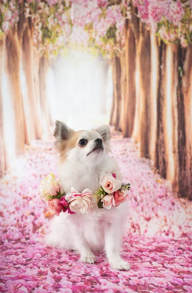 Piccolo Chihuahua Davanti Allo Sfondo Della Primavera — Foto Stock