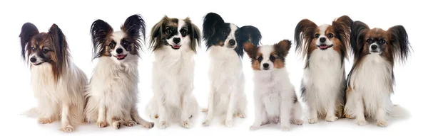 Papillon Cães Frente Fundo Branco — Fotografia de Stock