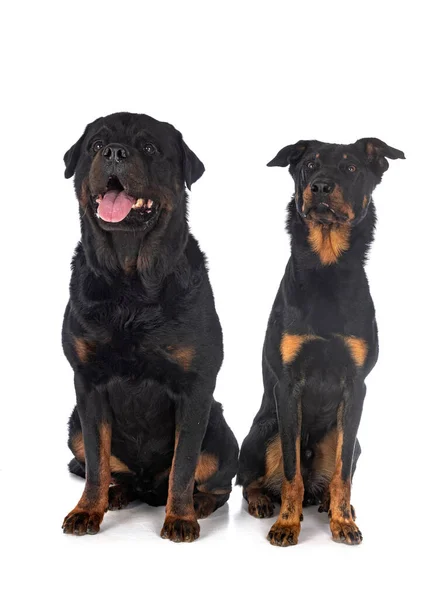 Berger Beauce Rottweiler Voor Witte Achtergrond — Stockfoto