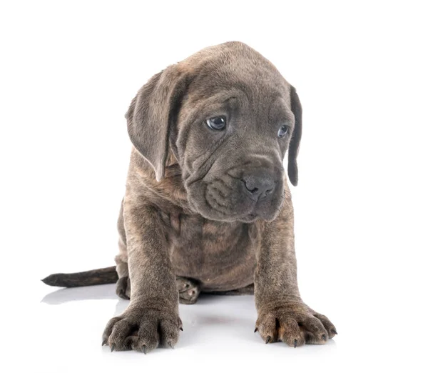 Cucciolo Mastino Italiano Davanti Sfondo Bianco — Foto Stock