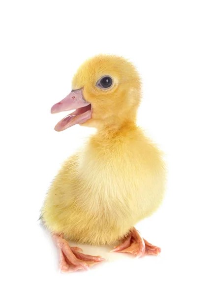Young Duckling Front White Background — Stock Photo, Image