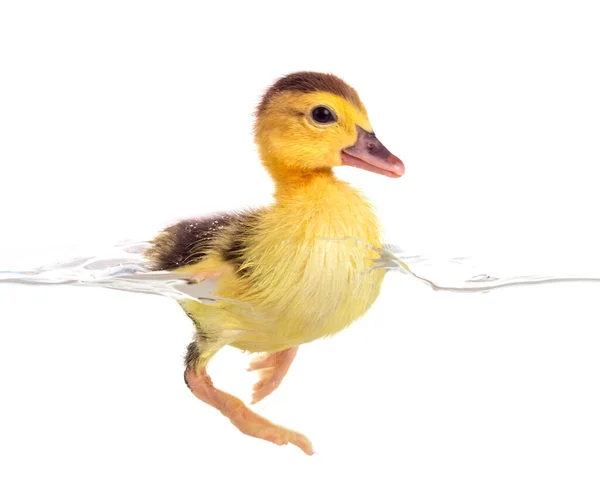 Jeune Canard Devant Fond Blanc — Photo