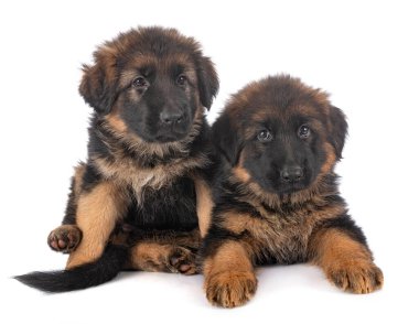 Köpek yavruları, beyaz arka planda Alman çoban köpeği.