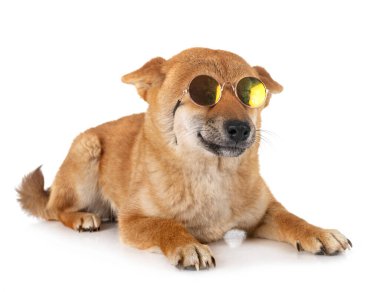 Beyaz arkaplan önünde shiba inu