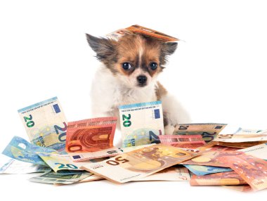 Biraz chihuahua ve para beyaz arka planda.