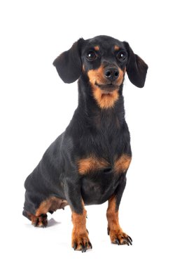 Beyaz arkaplan önünde siyah ve ten rengi Dachshund