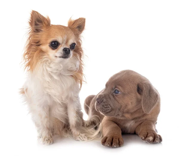 Köpek Yavrusu Talyan Mastiff Beyaz Arka Plan Önünde Chihuahua — Stok fotoğraf