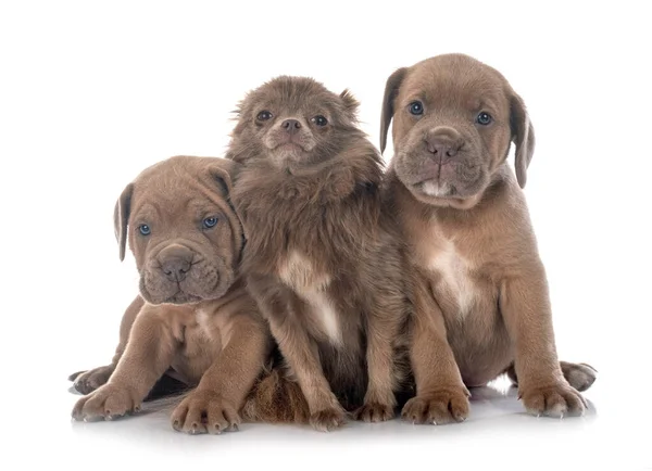 Pups Italiaanse Mastiff Chihuahua Voorkant Van Witte Achtergrond — Stockfoto