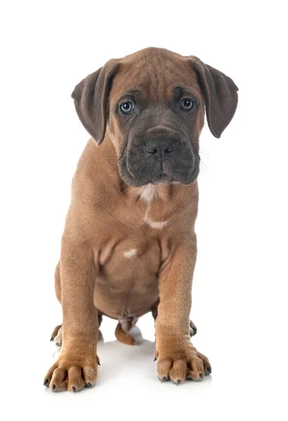 Chiot Italien Mastiff Face Fond Blanc — Photo