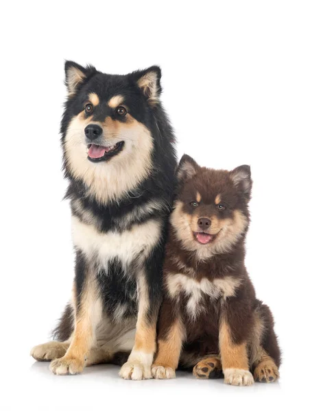 Cachorro Adulto Finlandês Lapphund Frente Fundo Branco — Fotografia de Stock