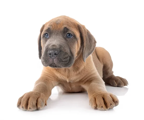 Cachorro Mastín Italiano Frente Fondo Blanco —  Fotos de Stock