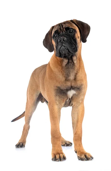 Jovem Bullmastiff Frente Fundo Branco — Fotografia de Stock