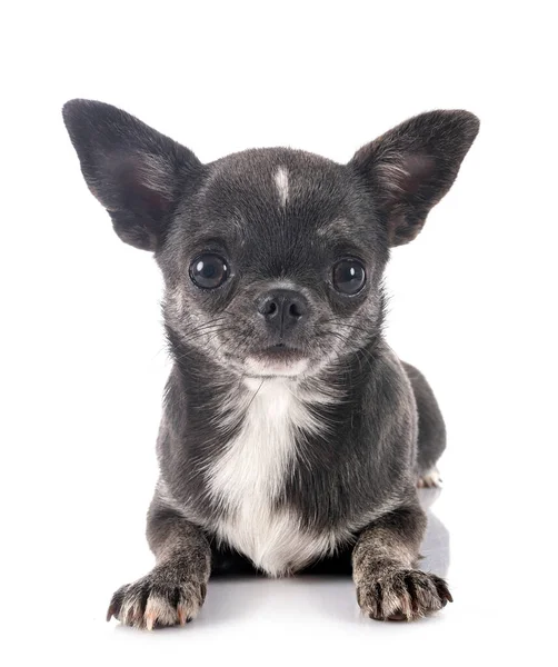 Little Chihuahua Front White Background Royalty Free Stock Images