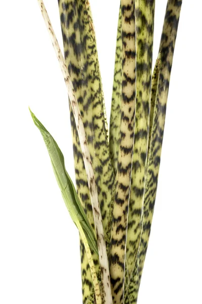 Alocasia Zebrina Voor Witte Achtergrond — Stockfoto