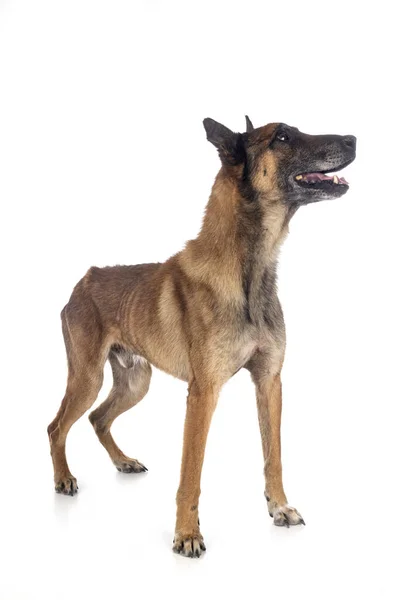 Belgian Shepherd Front White Background — Stock Photo, Image