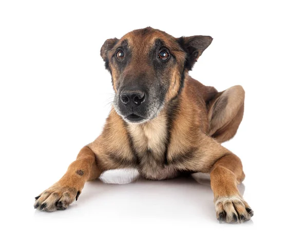 Belgische Herder Voor Witte Achtergrond — Stockfoto