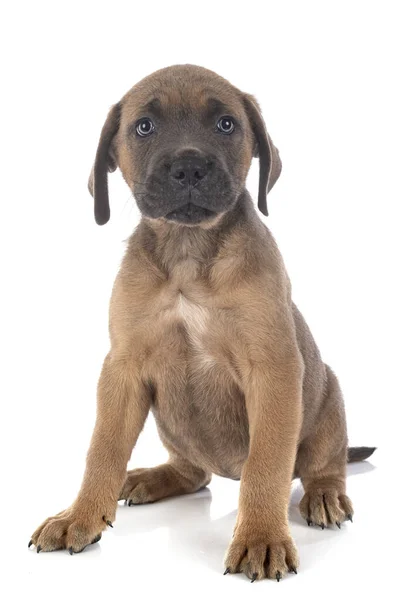 Pup Italiaanse Mastiff Voorkant Van Witte Achtergrond — Stockfoto