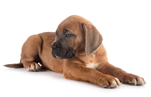 Pup Italiaanse Mastiff Voorkant Van Witte Achtergrond — Stockfoto