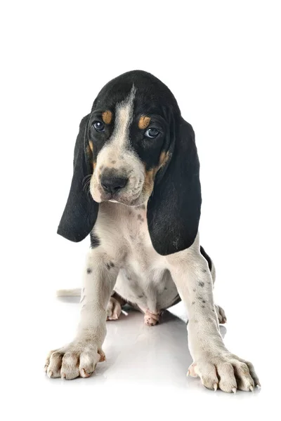 Puppy Bernese Schweizer Laufhund Front White Background — Stock Photo, Image