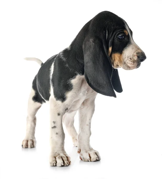 Puppy Bernese Schweizer Laufhund Front White Background — Stock Photo, Image